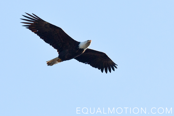 Bald Eagles along the Nooksack River in Whatcom County