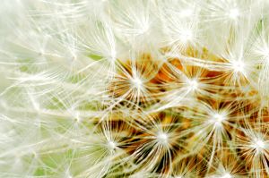 dandelion02.jpg