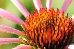 mini-flower-02.jpg