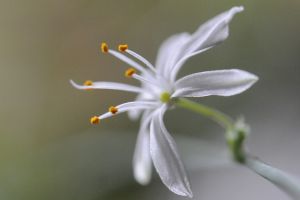 mini-flower.jpg